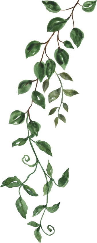 Watercolor greenery vine illustration